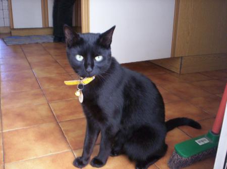 Mon chat
