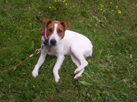 mon chien